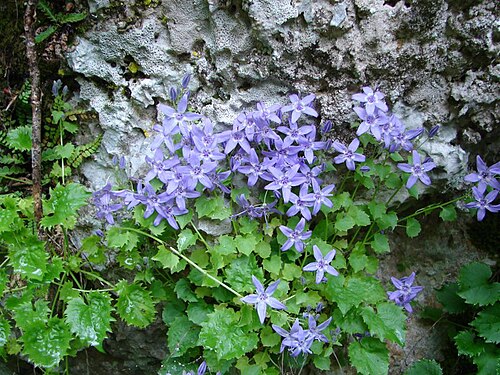 Campanula fenestrellata: Campanula fenestrellata