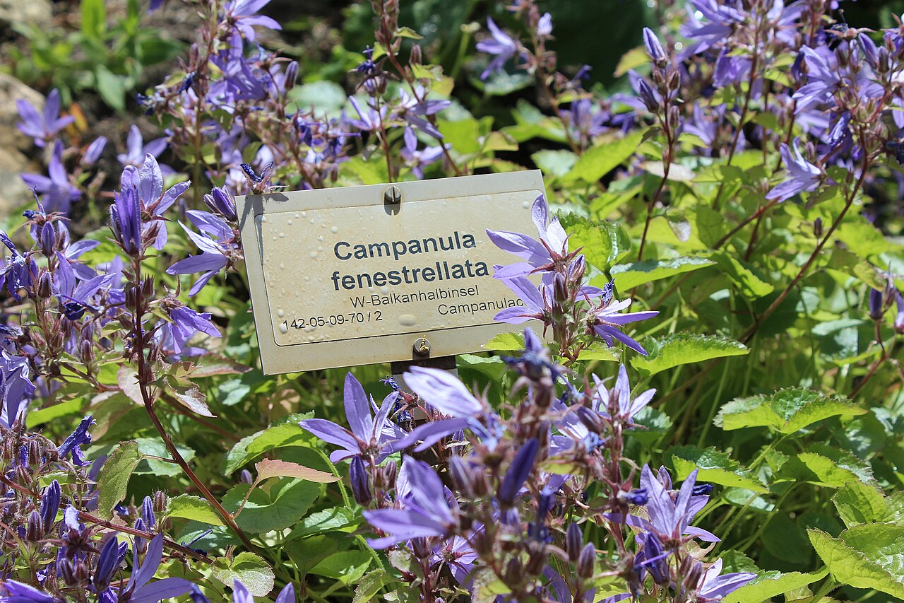 Campanula fenestrellata: "Campanula fenestrellata" Botanischer Garten Berlin-Dahlem