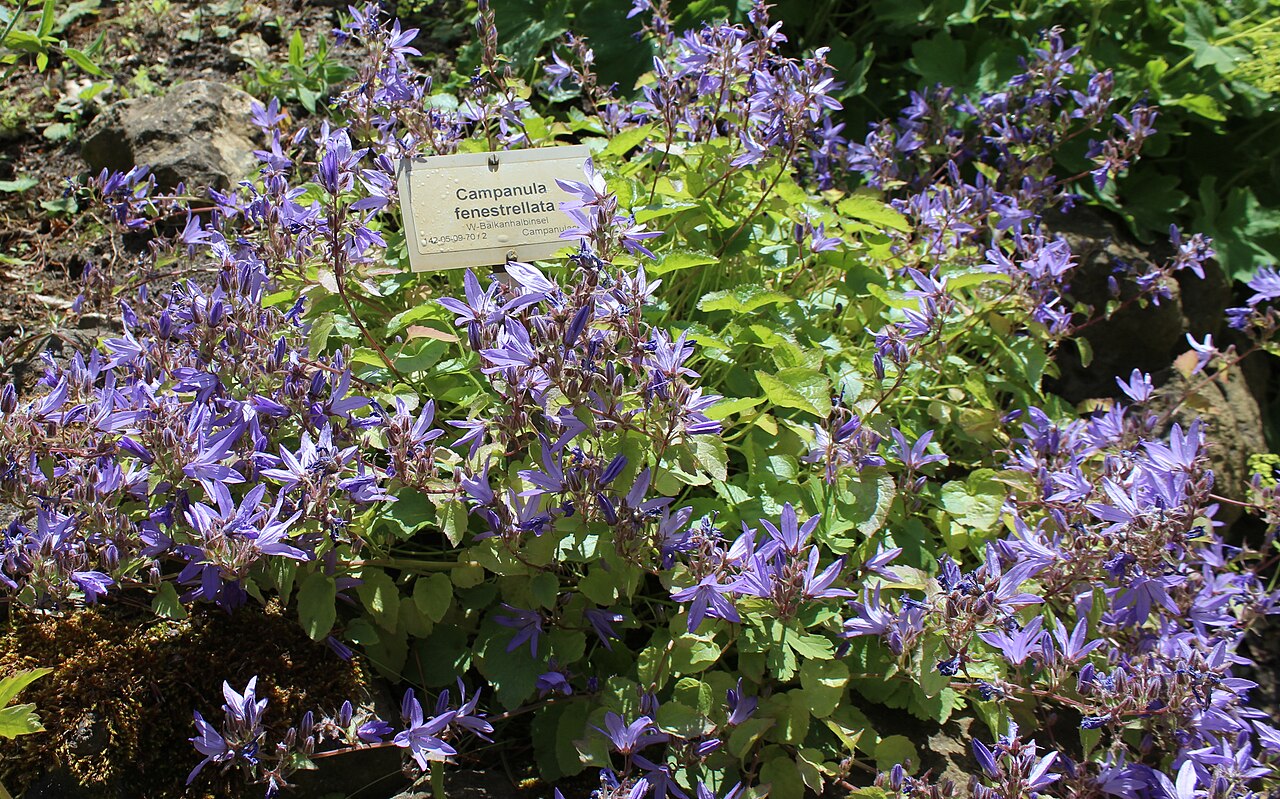 Campanula fenestrellata: "Campanula fenestrellata" Botanischer Garten Berlin-Dahlem