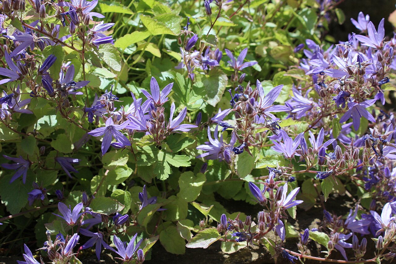 Campanula fenestrellata: "Campanula fenestrellata" Botanischer Garten Berlin-Dahlem