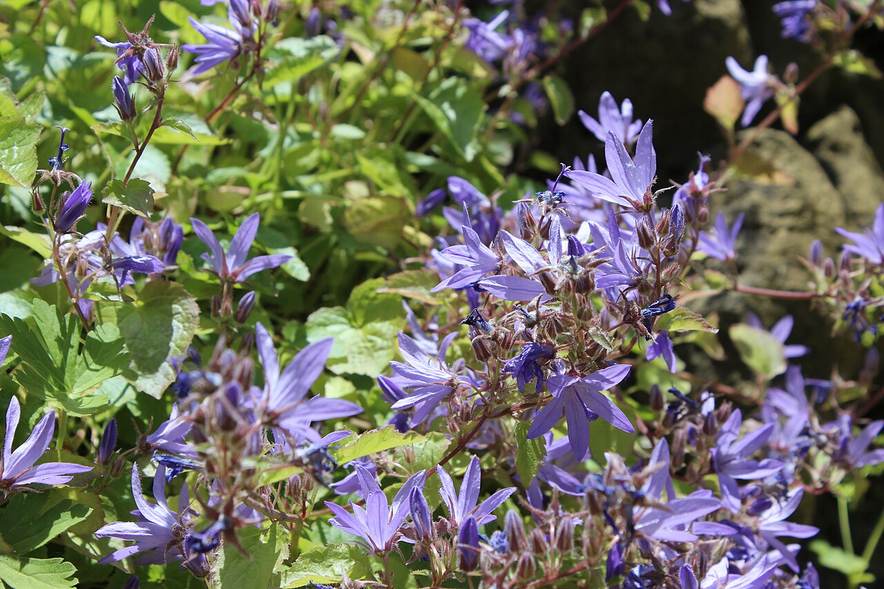Campanula fenestrellata: "Campanula fenestrellata" Botanischer Garten Berlin-Dahlem