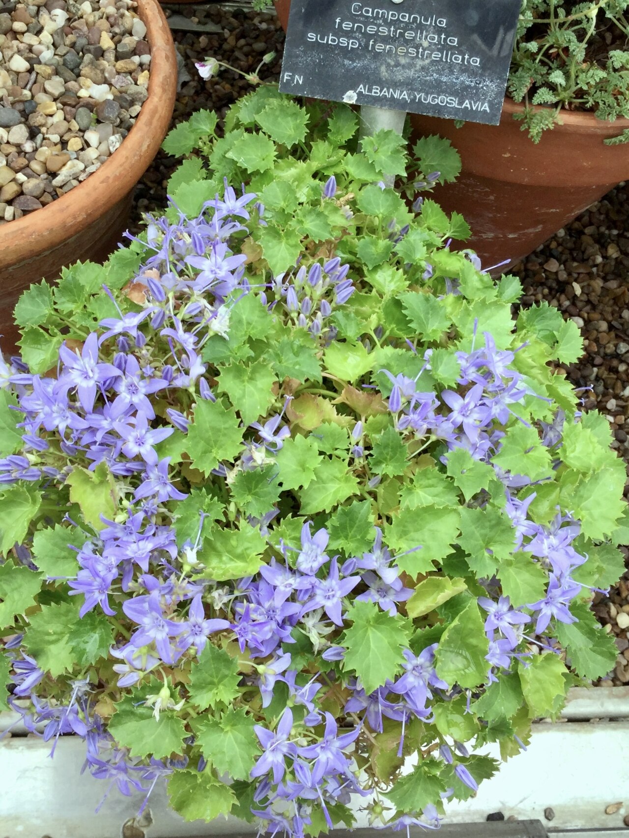Campanula fenestrellata: Campanula fenestrellata. Royal Botanic Gardens, Kew.