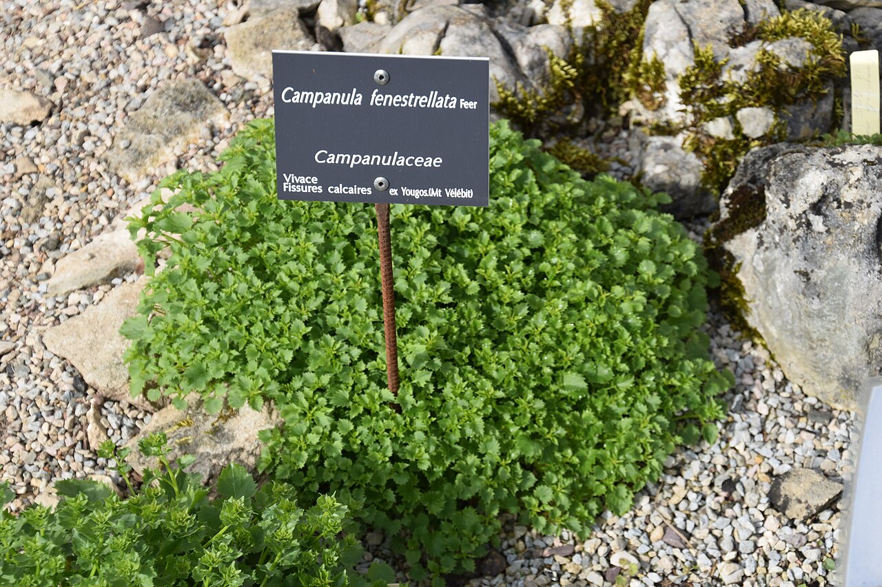 Campanula fenestrellata: Campanula fenestrellata in Botanical Garden of Besançon