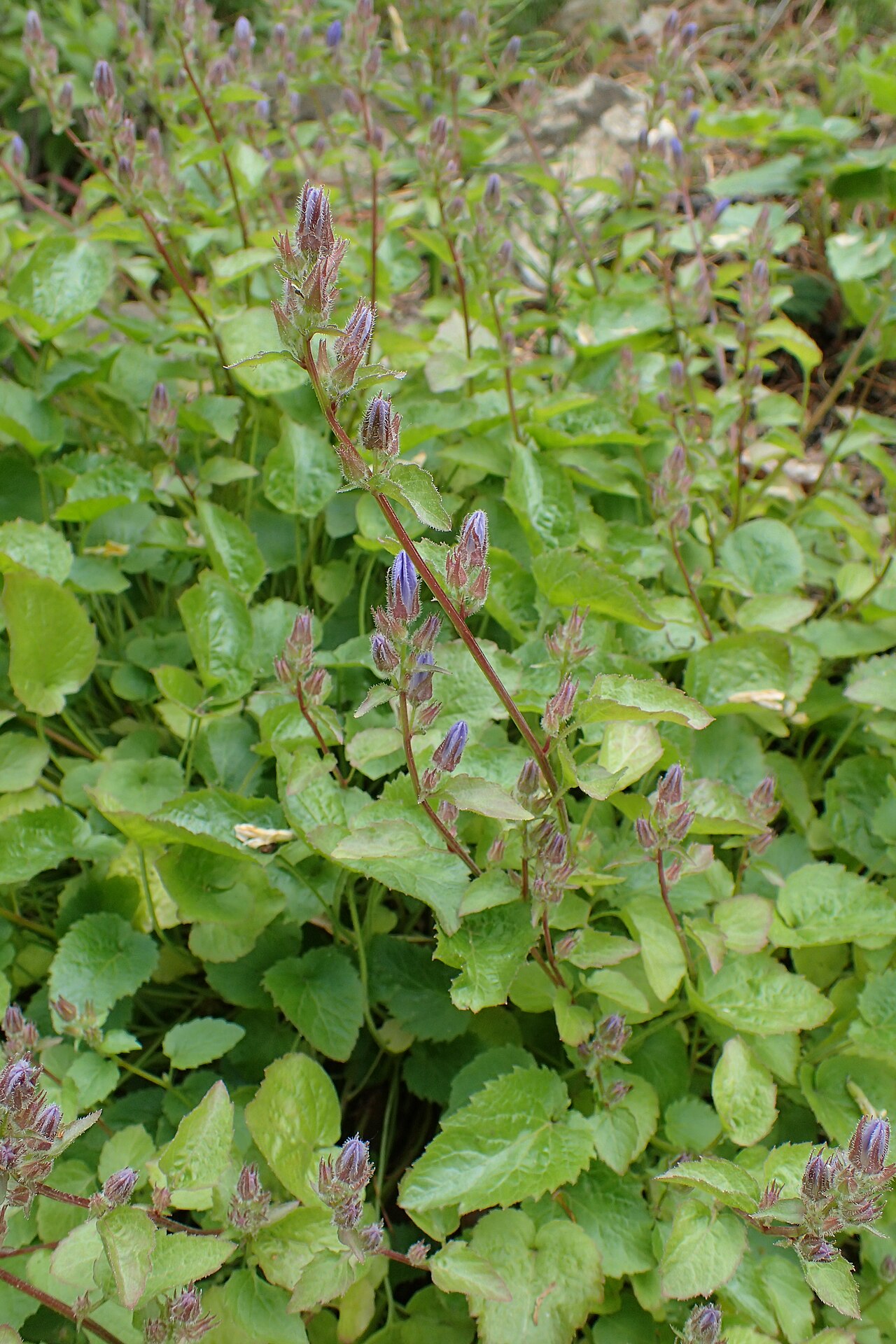 Campanula fenestrellata: Campanula fenestrellata in the Botanischer Garten, Berlin-Dahlem