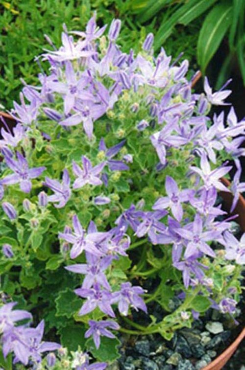 Campanula fenestrellata: Campanula fenestrellata