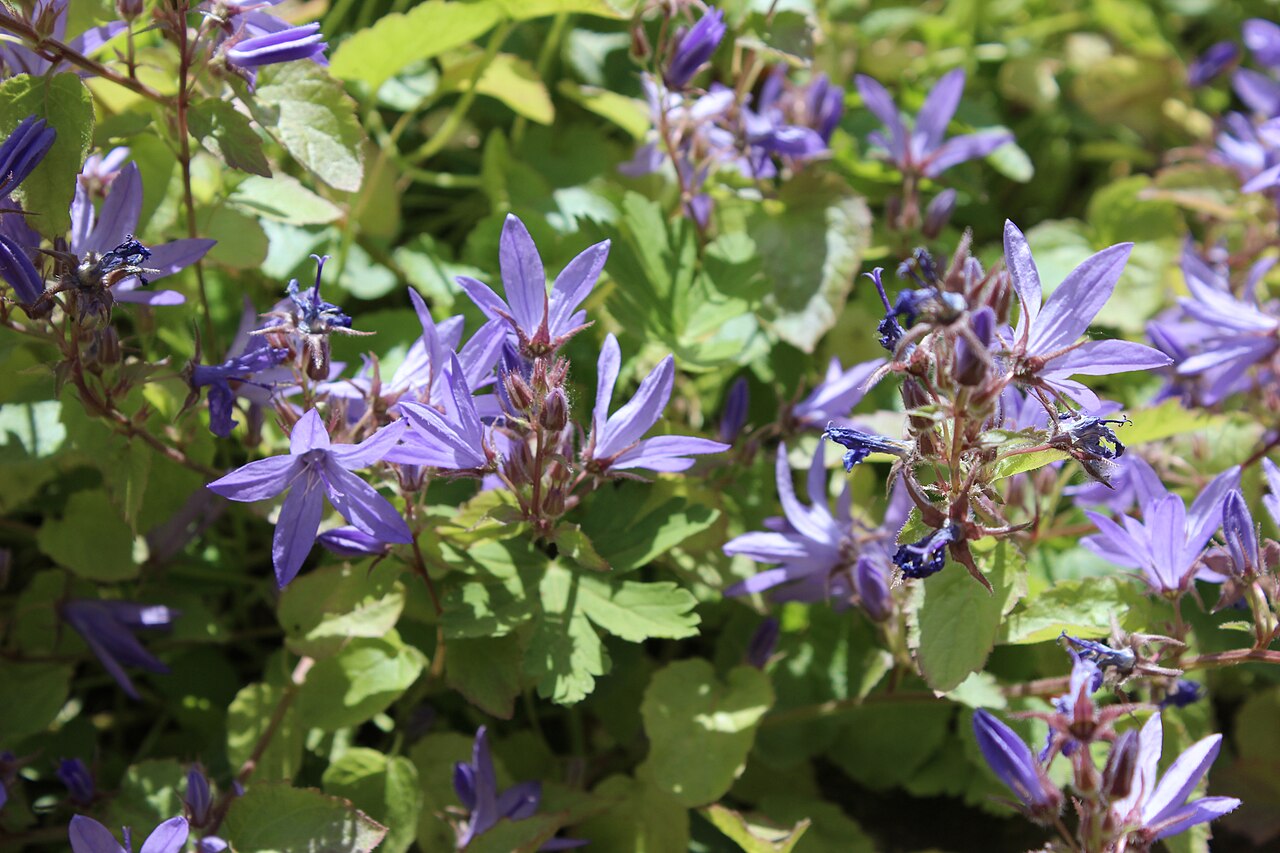 Campanula fenestrellata: "Campanula fenestrellata" Botanischer Garten Berlin-Dahlem