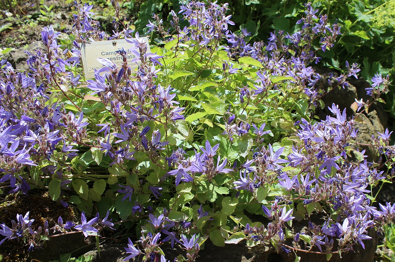 Campanula fenestrellata: "Campanula fenestrellata" Botanischer Garten Berlin-Dahlem