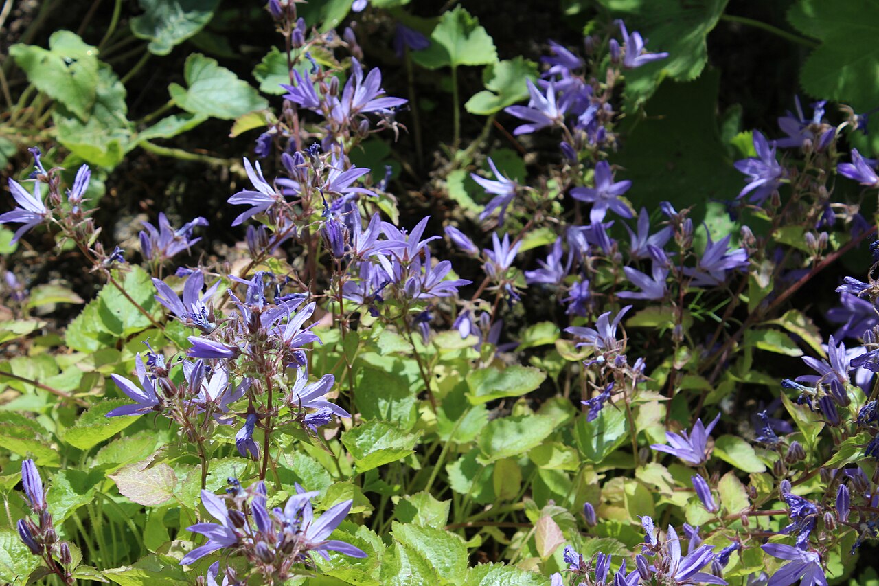 Campanula fenestrellata: "Campanula fenestrellata" Botanischer Garten Berlin-Dahlem