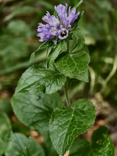 Campanula foliosa (Campanula foliosa)