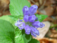 Campanula foliosa (Campanula foliosa)