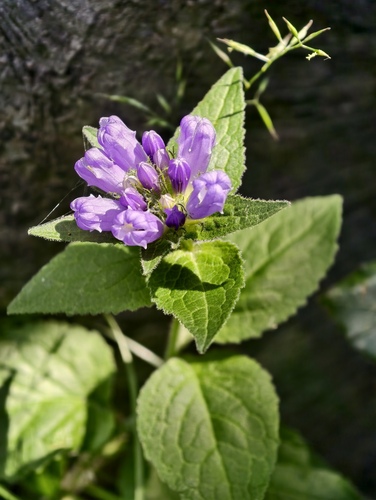 Campanula foliosa (Campanula foliosa)