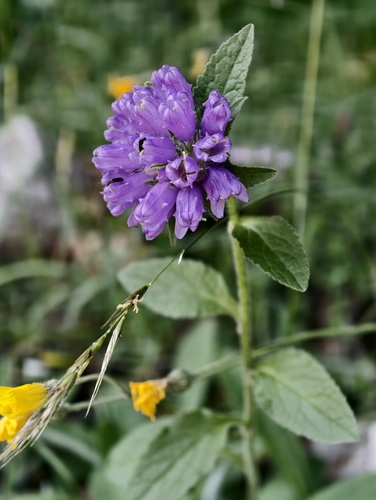 Campanula foliosa (Campanula foliosa)