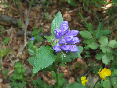 Campanula foliosa (Campanula foliosa)