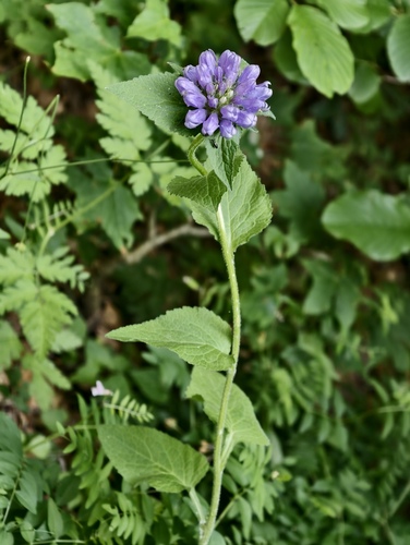 Campanula foliosa (Campanula foliosa)