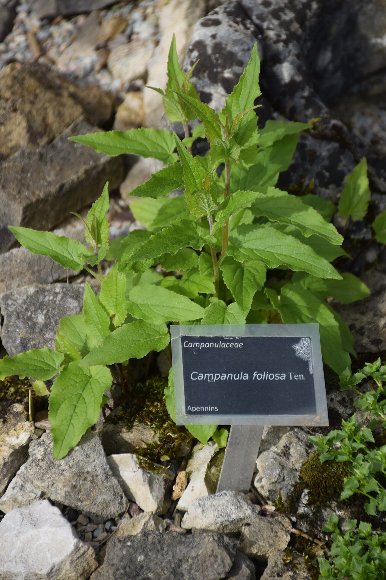 Campanula foliosa: Campanula foliosa in Botanical Garden of Besançon