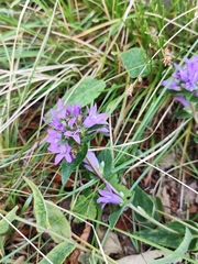 Campanula foliosa (Campanula foliosa)