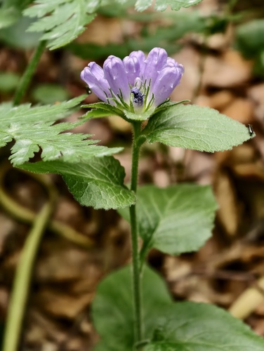 Campanula foliosa (Campanula foliosa)