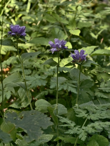 Campanula foliosa (Campanula foliosa)