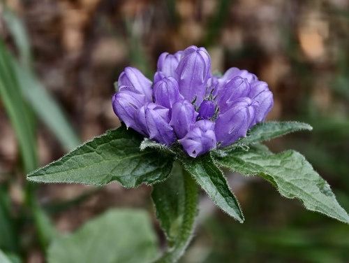 Campanula foliosa (Campanula foliosa)