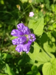 Campanula foliosa (Campanula foliosa)