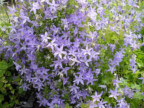Adriatic bellflower: Campanula garganica