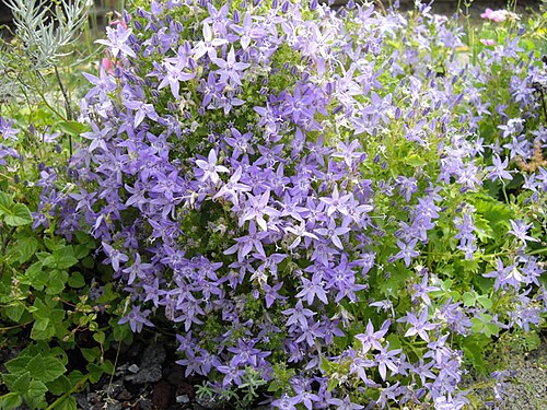 Adriatic bellflower: Campanula garganica