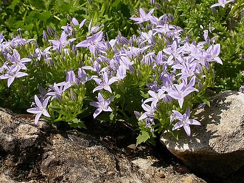 Adriatic bellflower: Campanula garganica , Gradignan, Gironde, France, jardin