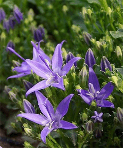 Adriatic bellflower: Tipico fiore del Gargano