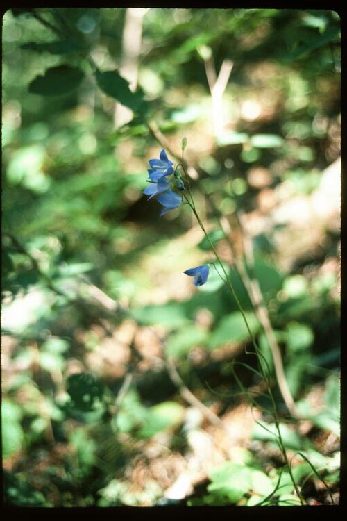 Campanula giesekiana: Campanula_rotundifolia_1-eheep