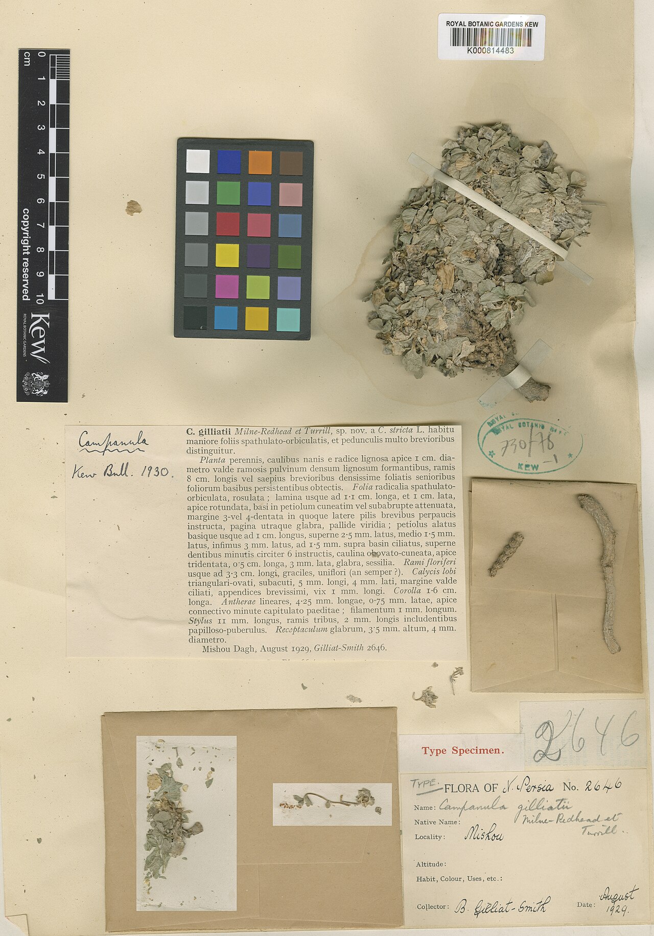 Campanula gilliatii: Campanula gilliatii — Herbarium specimen from Mishou Dagh, Iran. Collected by Gilliat-Smith, B. (1929-08-01). Recorded in GBIF occurrence 912616612 .