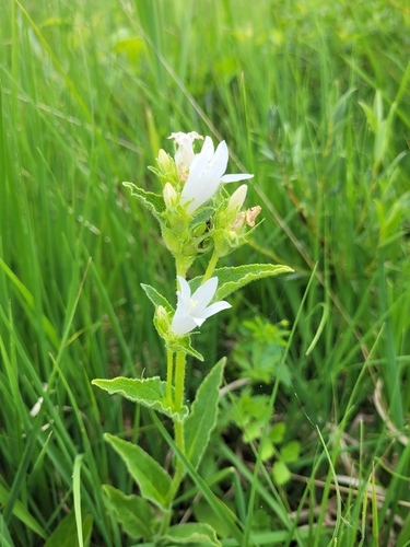 Dane's blood (Campanula glomerata)