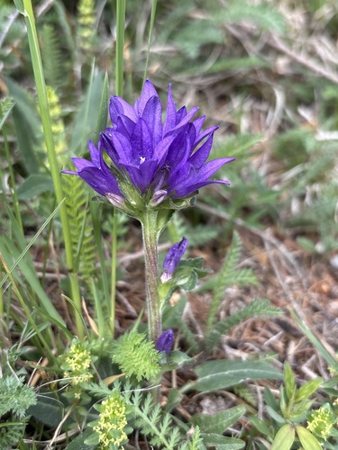 Dane's blood (Campanula glomerata)