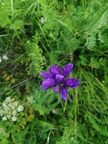 Dane's blood (Campanula glomerata)