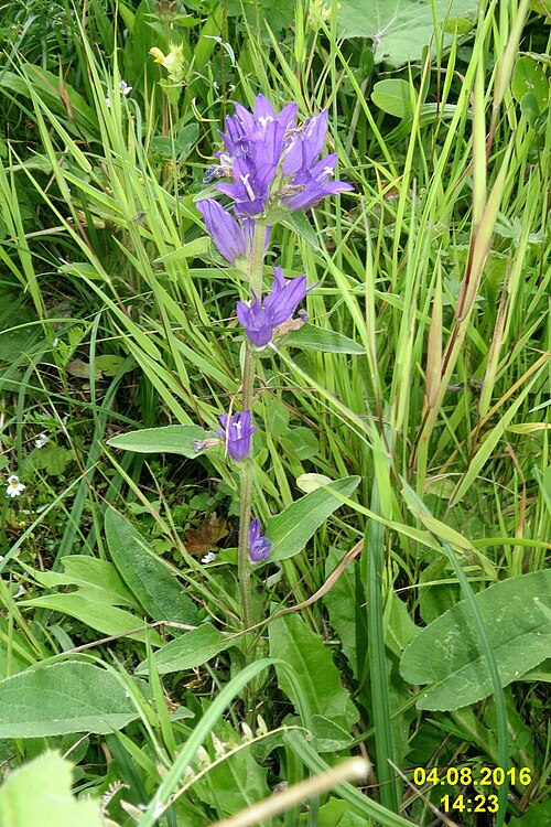 Dane's blood: Clustered bellflower ( Campanula glomerata ) at Grubigstein