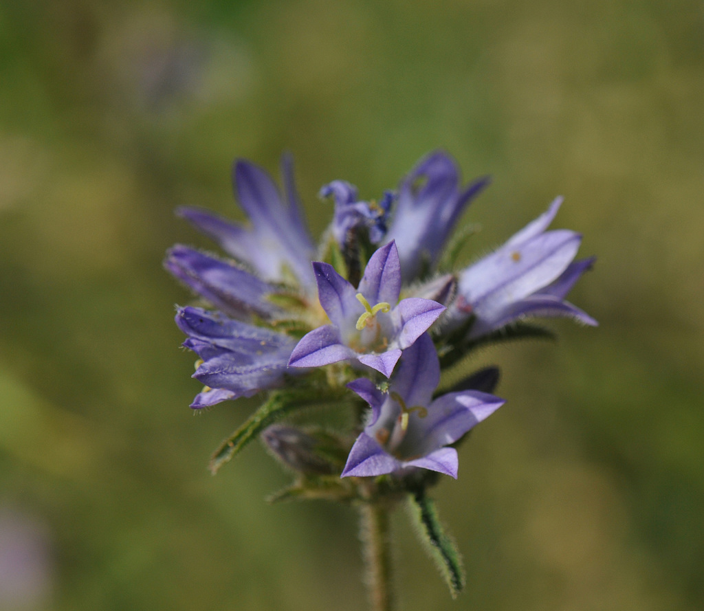 Dane's blood (Campanula glomerata)