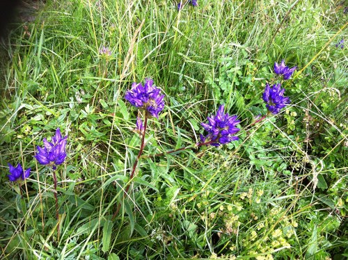 Dane's blood (Campanula glomerata)