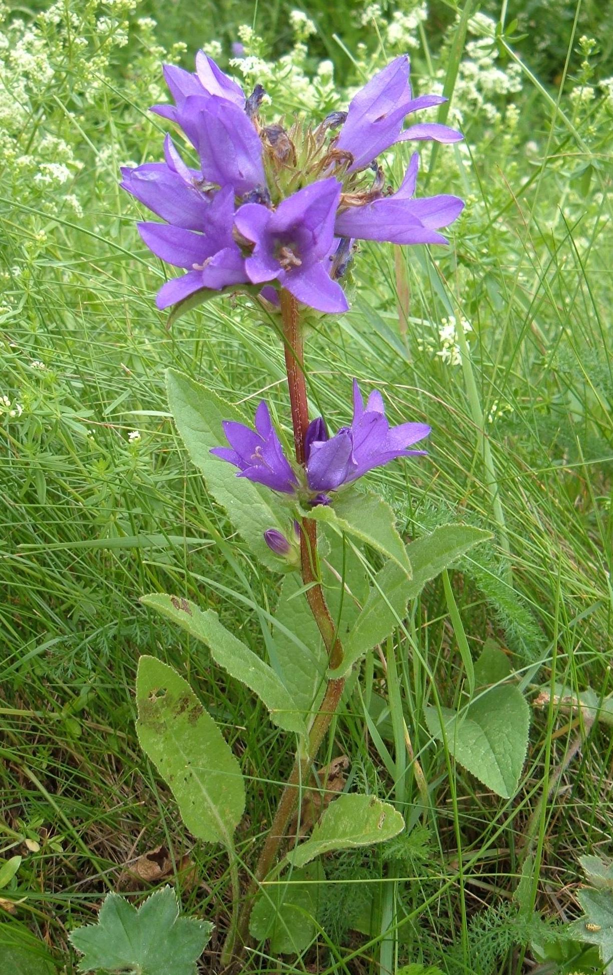 Dane's blood: Campanula glomerata