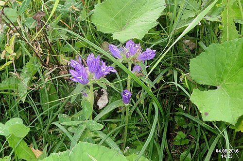 Dane's blood: Clustered bellflower ( Campanula glomerata ) at Grubigstein
