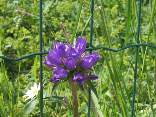 Dane's blood (Campanula glomerata)