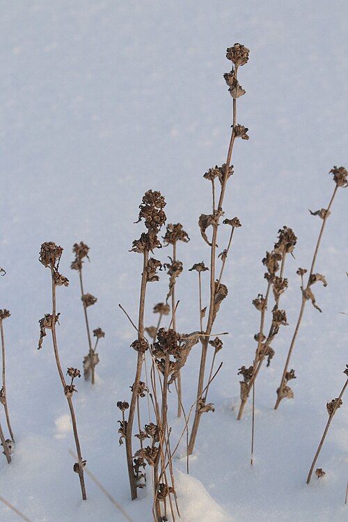 Dane's blood: Campanula glomerata — Field observation from Глазовский р-н, республика Удмуртия, Россия, Russian Federation. Collected by Константин Селивёрстов (2026-01-02).