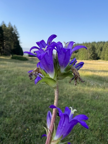 Dane's blood (Campanula glomerata)