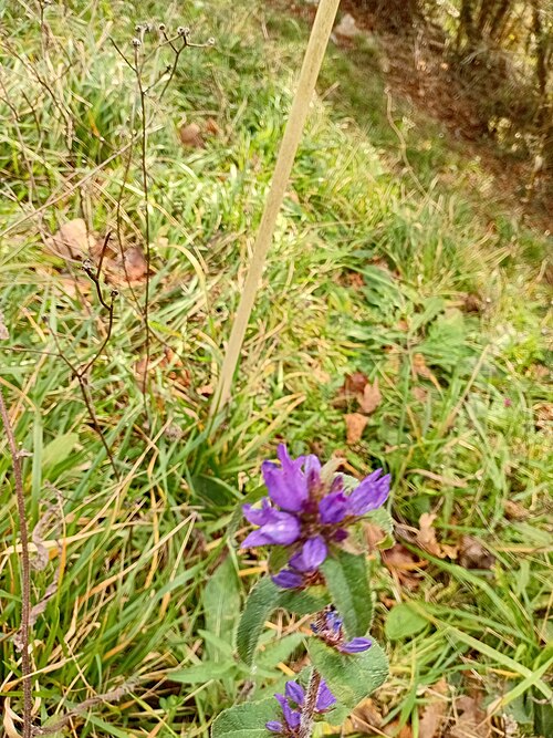 Dane's blood: Campanula glomerata — Field observation from 33583 Piloña, Asturias, España, Spain. Collected by Gijs Romijn (2026-01-25). Recorded in GBIF occurrence 612990279