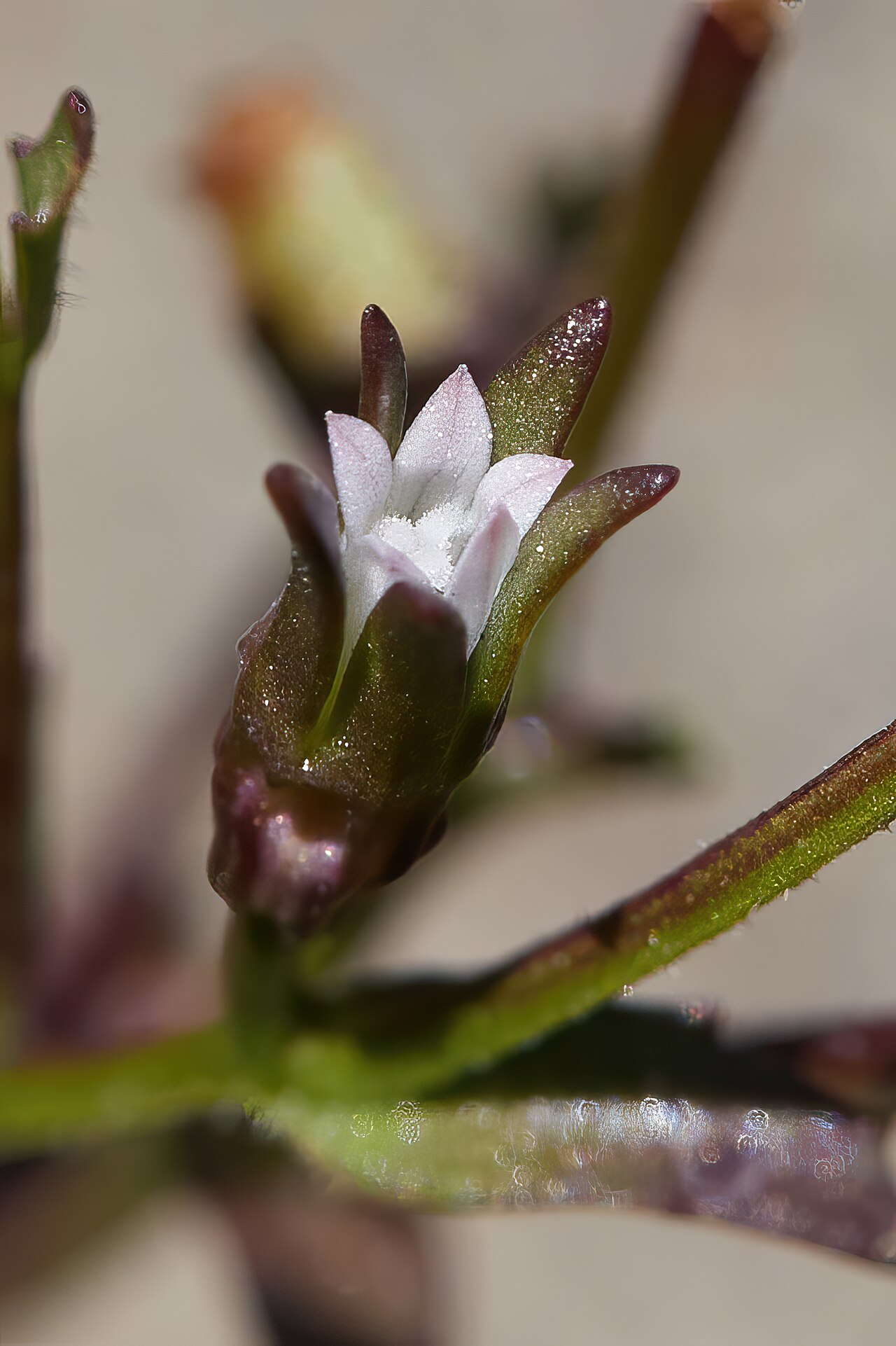 Griffin's bellflower: Ravenella griffinii, Griffin's bellflower, blooming on Mount Tamalpais.