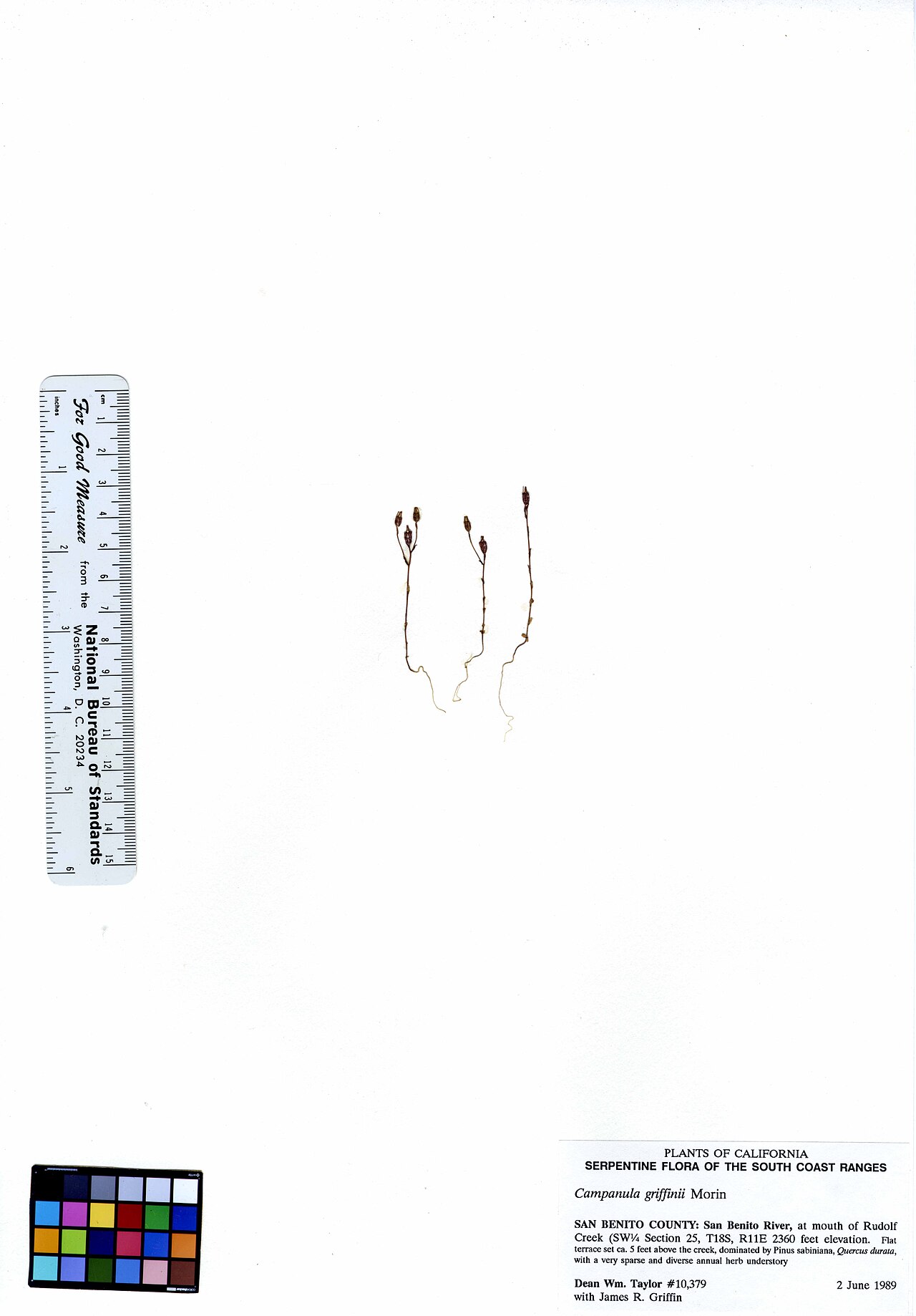 Griffin's bellflower: Campanula griffinii