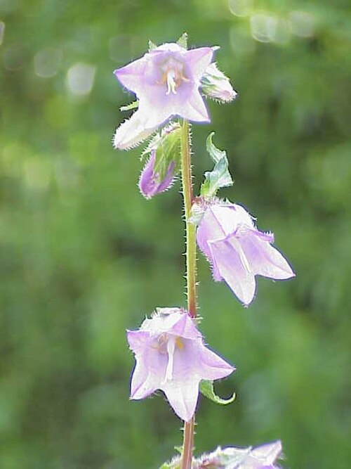 Campanula grossekii: Species : Campanula grossekii Family : Campanulaceae Image No. 2