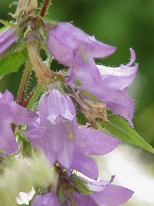 Campanula grossekii: Species : Campanula grossekii Family : Campanulaceae Image No. 3