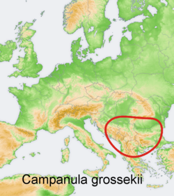 Campanula grossekii: Distribution map of some species of genus Campanula in Europe and near east Try - according to information about the natural distribution given in the wikipedia