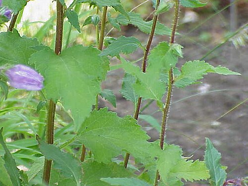 Campanula grossekii: Species : Campanula grossekii Family : Campanulaceae Image No. 1