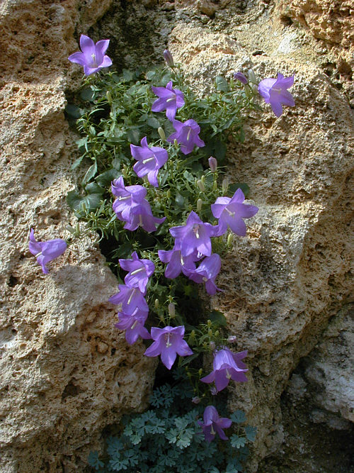 Campanula hercegovina: Campanula hercegovina