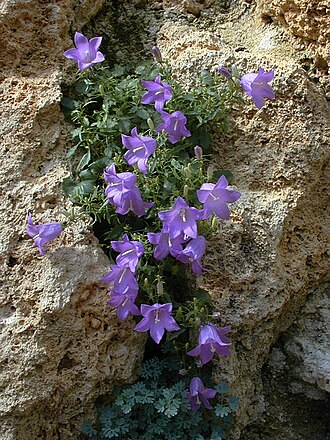 Campanula hercegovina: Campanula hercegovina